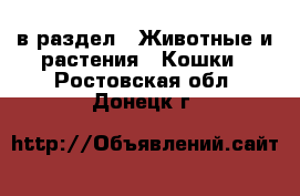  в раздел : Животные и растения » Кошки . Ростовская обл.,Донецк г.